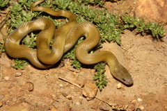 Black House Snake photo 2