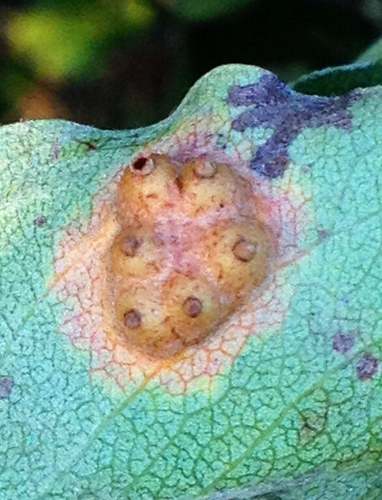Pear Rust
