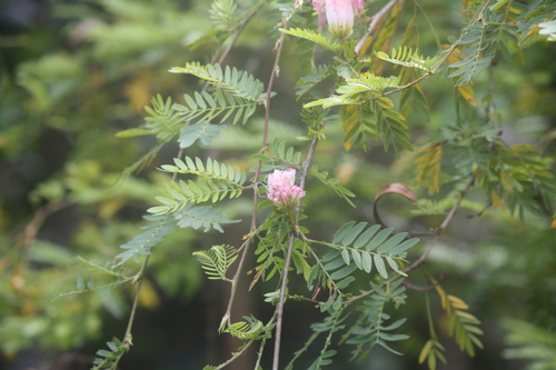 Image of Calliandra surinamensis by (c) Paulius Rupšas, some rights reserved (CC BY)