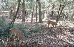 Odocoileus virginianus osceola