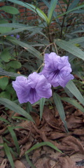 Ruellia simplex