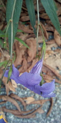 Ruellia simplex