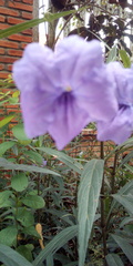 Ruellia simplex