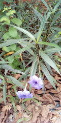 Ruellia simplex