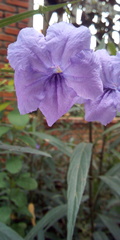 Ruellia simplex