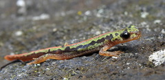 Triturus pygmaeus