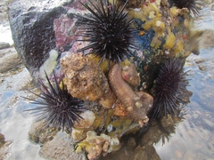 Stomopneustes variolaris