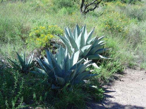 Agave havardiana