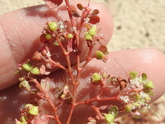 Euphorbia cordifolia