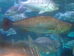 Argyrosomus