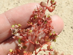 Euphorbia cordifolia