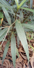 Ruellia simplex