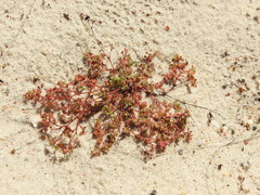 Euphorbia cordifolia