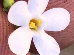 Chaenostoma decipiens