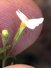 Chaenostoma decipiens