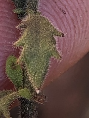 Chaenostoma decipiens