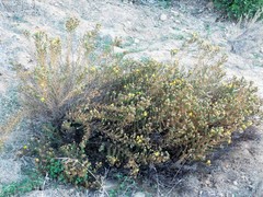 Deinandra minthornii