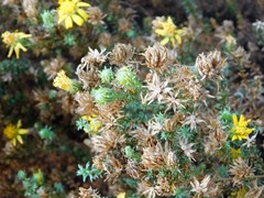 Deinandra minthornii