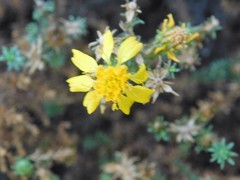 Deinandra minthornii