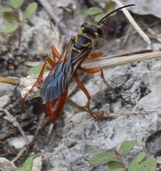 Sphex jamaicensis