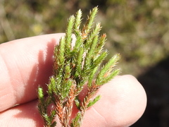 Selaginella corallina