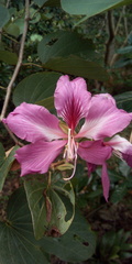 Bauhinia