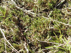 Selaginella corallina