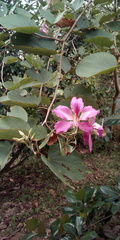 Bauhinia