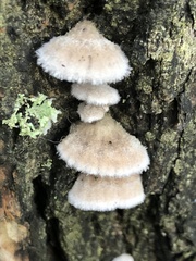 Schizophyllum commune