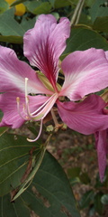 Bauhinia