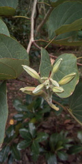 Bauhinia