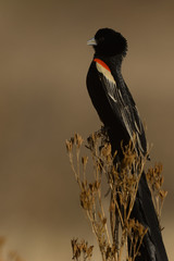 Euplectes progne