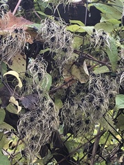 Clematis vitalba