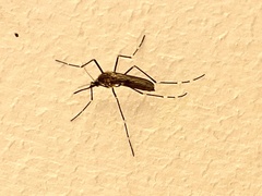 Aedes togoi
