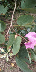 Bauhinia