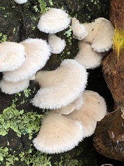 Schizophyllum commune