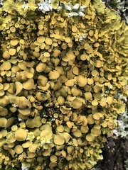 Xanthoria parietina