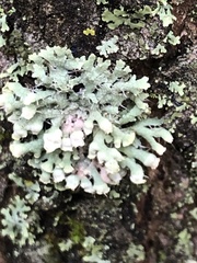 Physcia adscendens