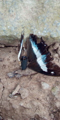 Polyura schreiber