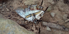 Polyura schreiber