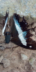Polyura schreiber