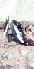 Polyura schreiber