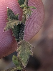 Chaenostoma decipiens