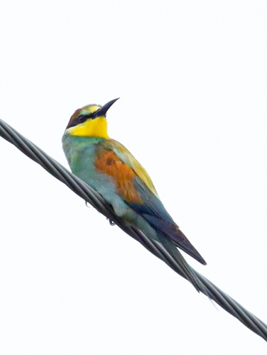 European Bee-eater