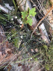 Chaenostoma decipiens