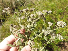 Eupatorium lancifolium