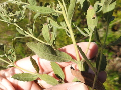 Eupatorium lancifolium
