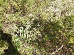 Eupatorium lancifolium