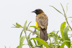 Yellow-Rumped Marshbird photo 5