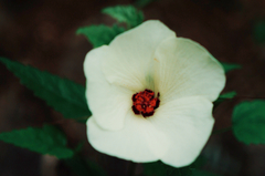 Hibiscus acicularis